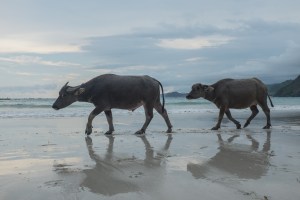 water buffalo lombok