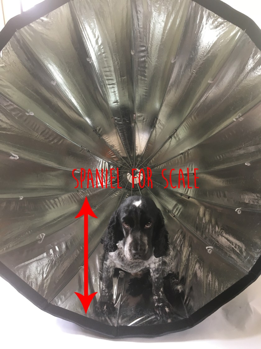 spaniel for scale